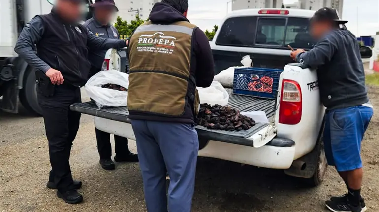 Aseguran m&aacute;s de 21 mil ejemplares de pepino de mar en Baja California