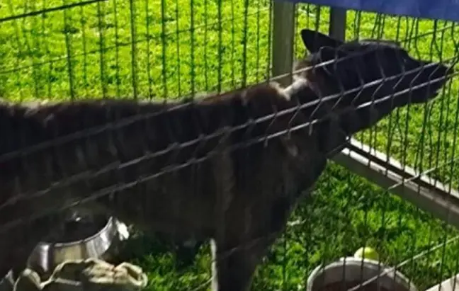 Rescatan 27 perritos en hacinamiento tras cateo en CDMX