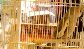 Aseguran en Michoac&aacute;n m&aacute;s de 40 animales ex&oacute;ticos usados como regalos en D&iacute;a de Reyes