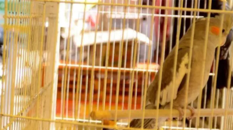 Aseguran en Michoac&aacute;n m&aacute;s de 40 animales ex&oacute;ticos usados como regalos en D&iacute;a de Reyes