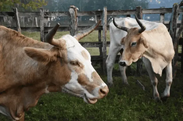 M&eacute;xico registra 692 casos activos de gusano barrenador en norte, centro y sur del pa&iacute;s: Senasica