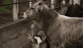 Confirma Michoac&aacute;n primer caso de gusano barrenador