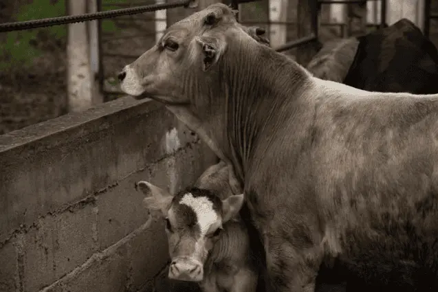 Confirma Michoacán primer caso de gusano barrenador