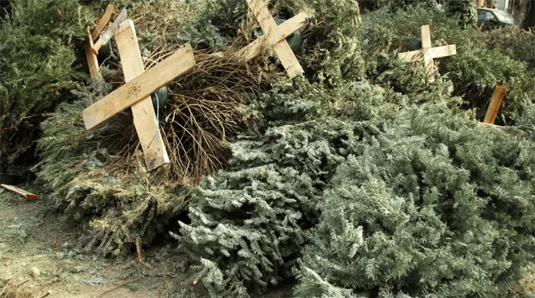 Espera Medio Ambiente recolectar m&aacute;s de 1,600 pinos naturales de navidad en campa&ntilde;a de reciclaje