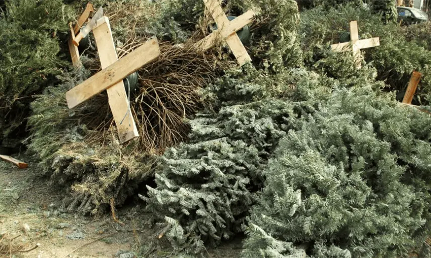 Espera Medio Ambiente recolectar más de 1,600 pinos naturales de navidad en campaña de reciclaje