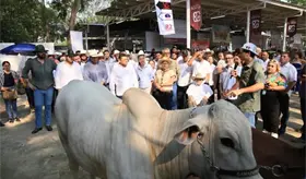 Anuncian concursos de la Vaca Lechera y de Desconchador de Osti&oacute;n en la Feria Tabasco 2026