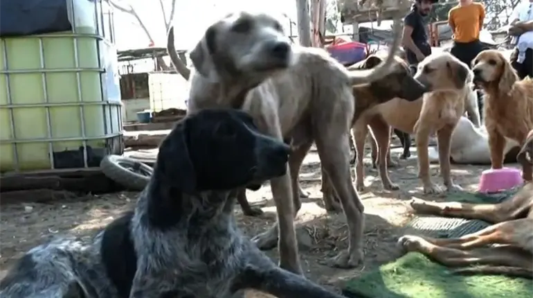 Rescatan m&aacute;s de 900 animales de refugio franciscano
