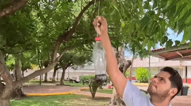 Implementar&aacute;n en Tabasco trampas caseras contra la mosca de gusano barrenador