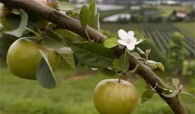 Inicia M&eacute;xico investigaci&oacute;n por antidumping en importaci&oacute;n de manzanas de EE.UU.