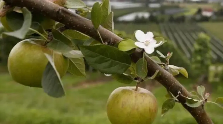 Inicia M&eacute;xico investigaci&oacute;n por antidumping en importaci&oacute;n de manzanas de EE.UU.