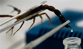 Sheinbaum garantiza medicamento contra picadura de alacranes tras muerte de ni&ntilde;a en Guerrero