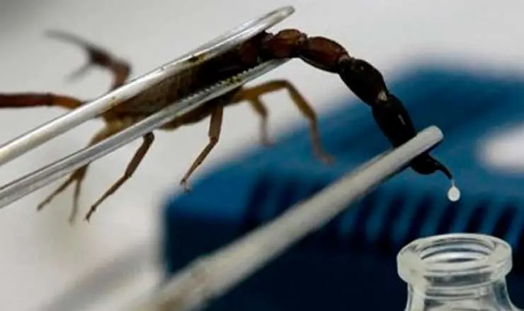 Sheinbaum garantiza medicamento contra picadura de alacranes tras muerte de ni&ntilde;a en Guerrero