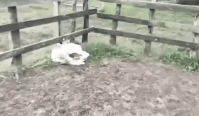 Ganadero denuncia abigeato en rancho ubicado en la carretera Villahermosa-Frontera