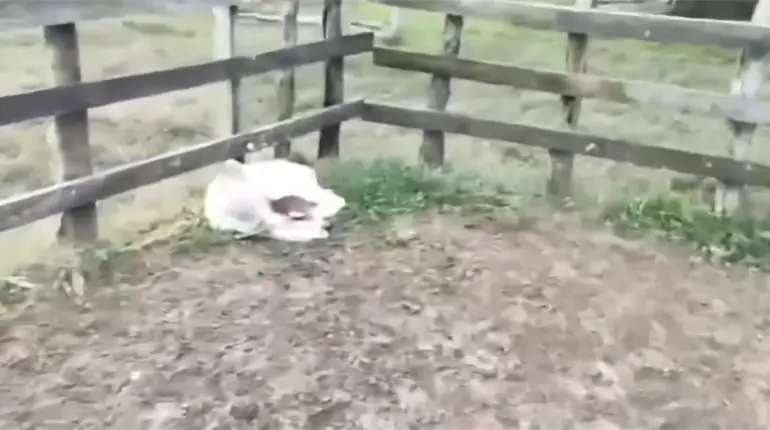 Ganadero denuncia abigeato en rancho ubicado en la carretera Villahermosa-Frontera