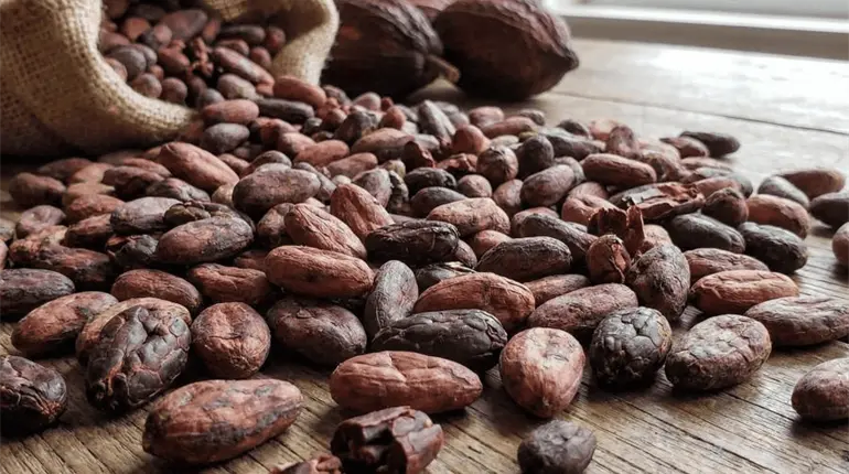 Destaca Sheinbaum producci&oacute;n de cacao en Tabasco