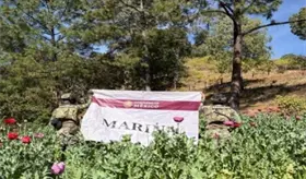 Destruye Semar m&aacute;s de 726 toneladas de amapola en Nayarit