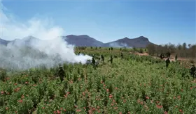 Destruye Semar m&aacute;s de 726 toneladas de amapola en Nayarit