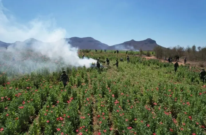 Destruye Semar m&aacute;s de 726 toneladas de amapola en Nayarit