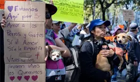 "Fue despojo, no fue rescate", acusan defensores de los animales sobre caso del Refugio Franciscano