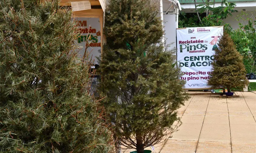 Arranca Reciclatón de Pinos Naturales en Tabasco