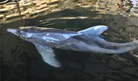 Muere delf&iacute;n rescatado en costas de Centla