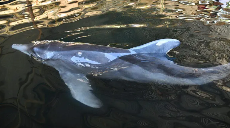 Muere delf&iacute;n rescatado en costas de Centla