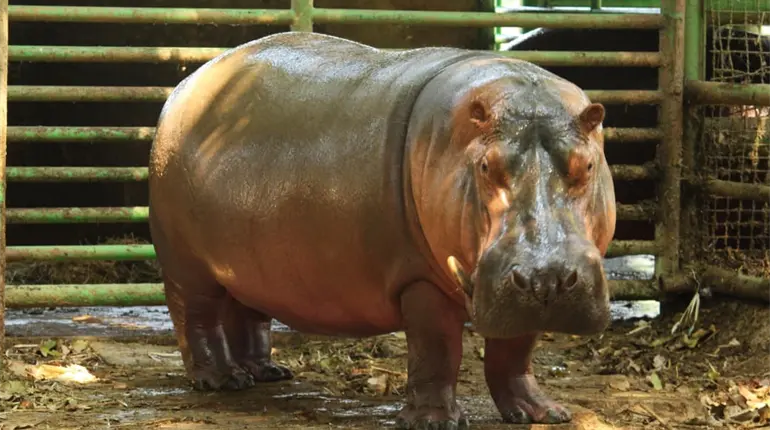 Fallece "Rufino", el hipop&oacute;tamo macho del Nilo bajo resguardo del Yumk&aacute;