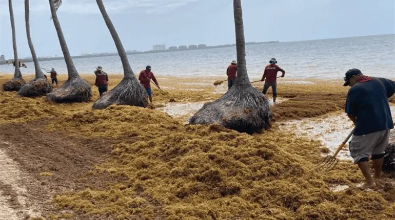 Avanza franja continental de sargazo hacia el Caribe