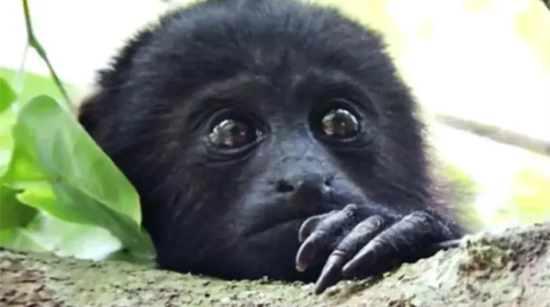 Muere mono saraguato por gusano barrenador en Chiapas