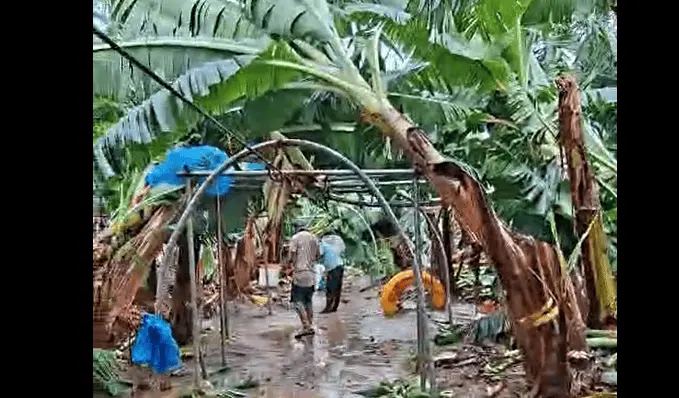 Se registra remolino en campo de pl&aacute;tanos en Teapa; deja afectaciones en el sembrad&iacute;o