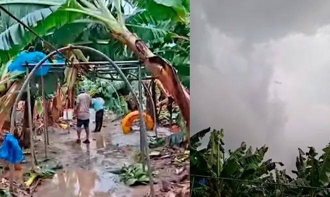 Torbellino en Teapa afect&oacute; 5 hect&aacute;reas de plantaci&oacute;n de pl&aacute;tano en Finca Las Lilias: SEDAP