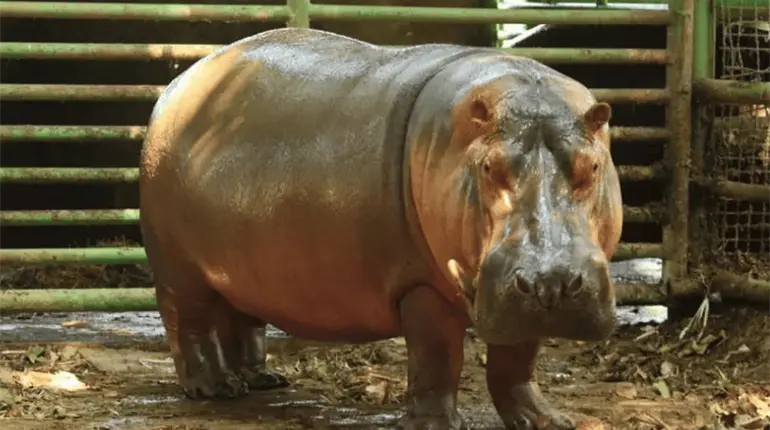 Lo dejaron morir, dice Manuel Andrade por la muerte de hipop&oacute;tamo en el Yumk&aacute;