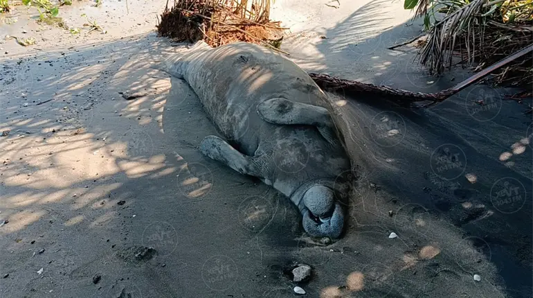 Localizan manat&iacute; sin vida en el poblado Chiltepec, municipio de Para&iacute;so.