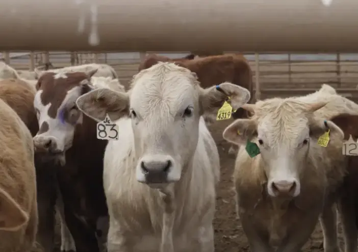 M&eacute;xico suma m&aacute;s de 14 mil casos de gusano barrenador