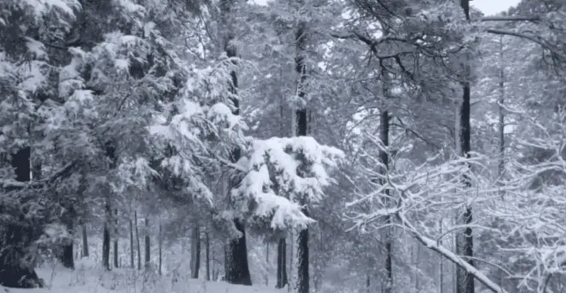 Se registra nevada en 5 comunidades de Durango y en la Sierra Tarahumara