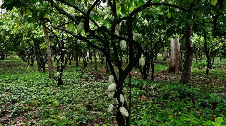 Dona Tabasco 2.38 hect&aacute;reas a la federaci&oacute;n para construir planta de chocolate