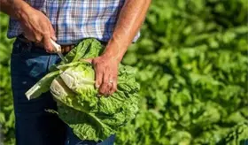 Rechaza Salud y Cofepris que lechugas mexicanas hayan provocado brotes de salmonela en EE. UU.