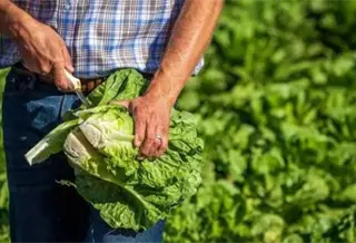Rechaza Salud y Cofepris que lechugas mexicanas hayan provocado brotes de salmonela en EE. UU.