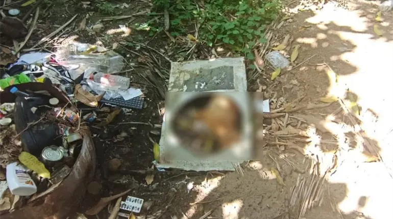 Encuentran a perro ahorcado en Tierra Colorada; Centro