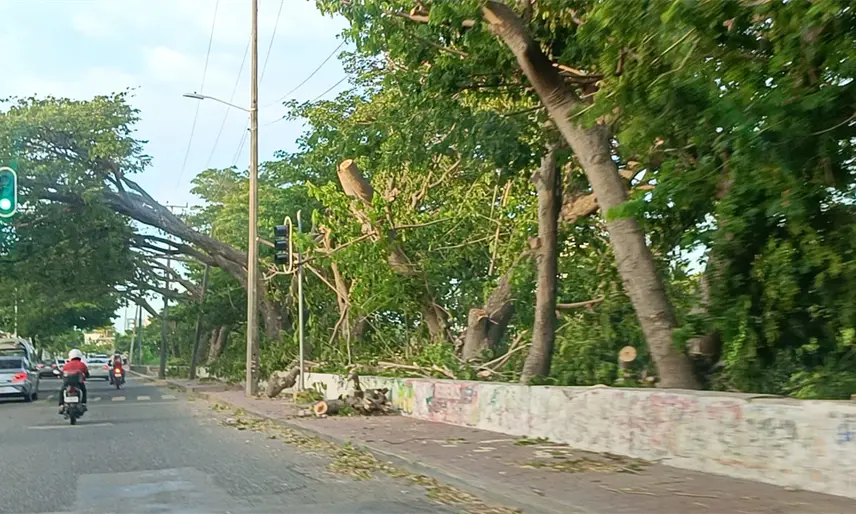 Realizan poda y derribo de árboles en el Periférico de Villahermosa