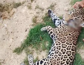 Semarnat asegura que no ha corroborado la muerte de jaguar en Jonuta Semarnat asegura que no ha corroborado la muerte de jaguar en Jonuta