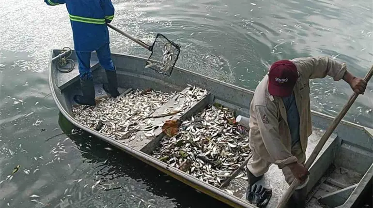 Retira SEMADES m&aacute;s de 10 toneladas de peces muertos de la laguna de &acute;Las Ilusiones&acute;