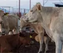 Ahorradores de la Uni&oacute;n de Cr&eacute;dito Ganadero de Tabasco piden cuentas claras tras aprobarse solicitud de concurso mercantil