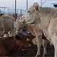 Anuncian cierres intermitentes en la Villahermosa – Esc&aacute;rcega por instalaci&oacute;n de pasos de fauna