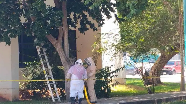 Con apoyo del IPCET retiran panal de abejas en inmediaciones de la UT