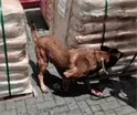 Incautan 54 toneladas de precursor qu&iacute;mico en aduana de Colima