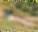 Hallan hombre muerto entre maleza de predio en la rancher&iacute;a Chivalito, Macuspana