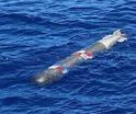 Pescadores encuentran torpedo flotando en costas de Ensenada, Baja California