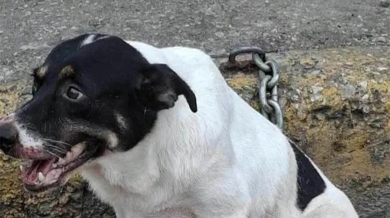 Exigen justicia para Valentina, perrita lesionada por elementos de la Polic&iacute;a Municipal de Huimanguillo