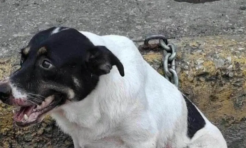 Exigen justicia para Valentina, perrita lesionada por elementos de la Policía Municipal de Huimanguillo
